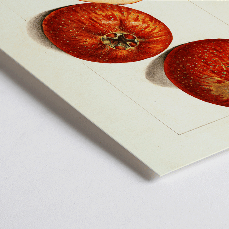 Malus domestica watercolor apples by Mary Daisy Arnold artwork illustration Poster featuring apples in Malus domestica by Mary Daisy Arnold showing whole and sliced fruits with detailed illustration.