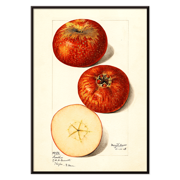 Malus domestica watercolor apples by Mary Daisy Arnold artwork illustration Poster featuring apples in Malus domestica by Mary Daisy Arnold showing whole and sliced fruits with detailed illustration.