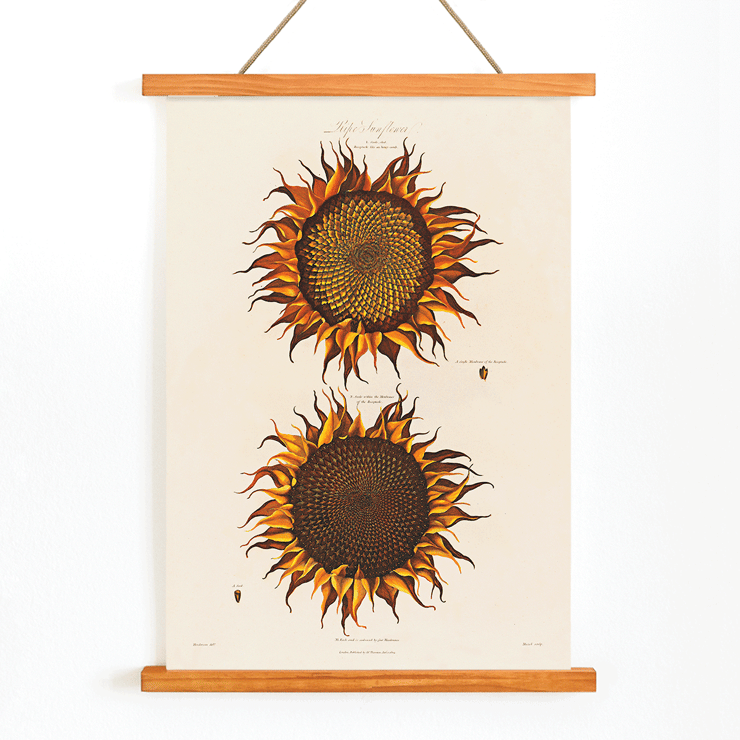 Illustration von Sonnenblumen von Robert John Thornton aus Ripe Sunflower Artwork Poster einer botanischen Illustration mit zwei Sonnenblumen mit dem Titel Ripe Sunflower von Robert John Thornton mit leuchtend orangefarbenen Blütenblättern