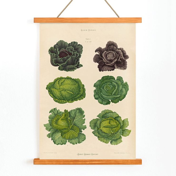 Cabbage illustrations by Ernst Benary from artwork Cabbages Poster showing various cabbage illustrations in green and purple shades titled Cabbages by artist Ernst Benary.