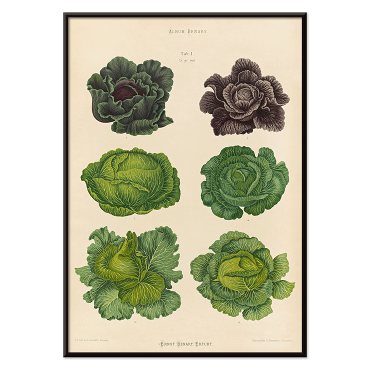 Cabbage illustrations by Ernst Benary from artwork Cabbages Poster showing various cabbage illustrations in green and purple shades titled Cabbages by artist Ernst Benary.