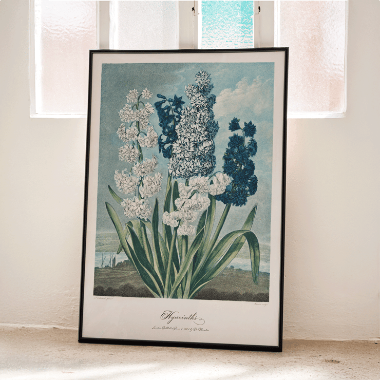 Illustration of hyacinths by Robert John Thornton from The Temple of Flora artwork Poster of colorful hyacinths illustration from The Temple of Flora by Robert John Thornton showing various blooming flowers