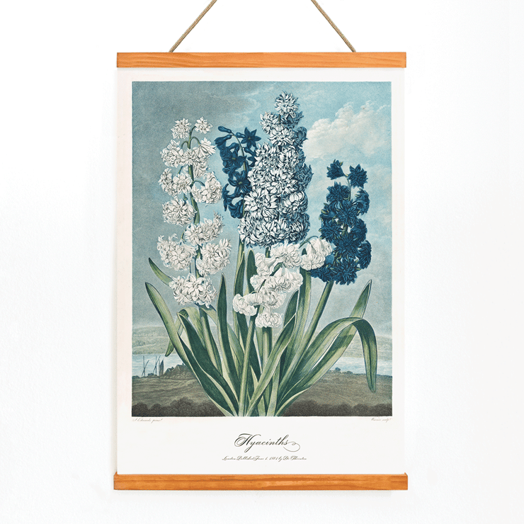 Illustration of hyacinths by Robert John Thornton from The Temple of Flora artwork Poster of colorful hyacinths illustration from The Temple of Flora by Robert John Thornton showing various blooming flowers