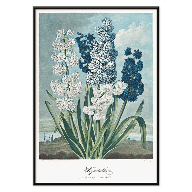 Illustration of hyacinths by Robert John Thornton from The Temple of Flora artwork Poster of colorful hyacinths illustration from The Temple of Flora by Robert John Thornton showing various blooming flowers