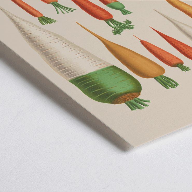 Carrots from Album Benary by Ernst Benary featuring various carrot illustrations in a vintage botanical style Poster of various carrot illustrations from Carrots from Album Benary by Ernst Benary featuring diverse colors and shapes