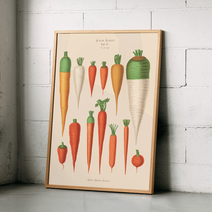 Carrots from Album Benary by Ernst Benary featuring various carrot illustrations in a vintage botanical style Poster of various carrot illustrations from Carrots from Album Benary by Ernst Benary featuring diverse colors and shapes