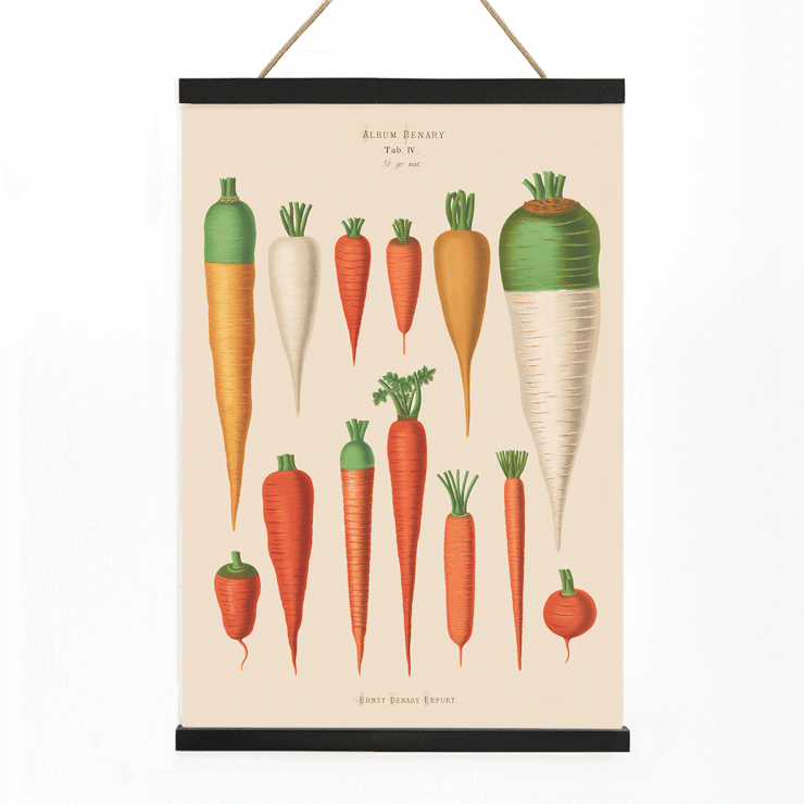 Carrots from Album Benary by Ernst Benary featuring various carrot illustrations in a vintage botanical style Poster of various carrot illustrations from Carrots from Album Benary by Ernst Benary featuring diverse colors and shapes