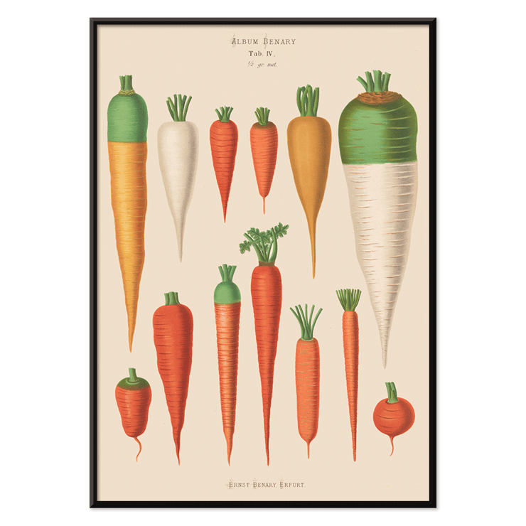 Carrots from Album Benary by Ernst Benary featuring various carrot illustrations in a vintage botanical style Poster of various carrot illustrations from Carrots from Album Benary by Ernst Benary featuring diverse colors and shapes