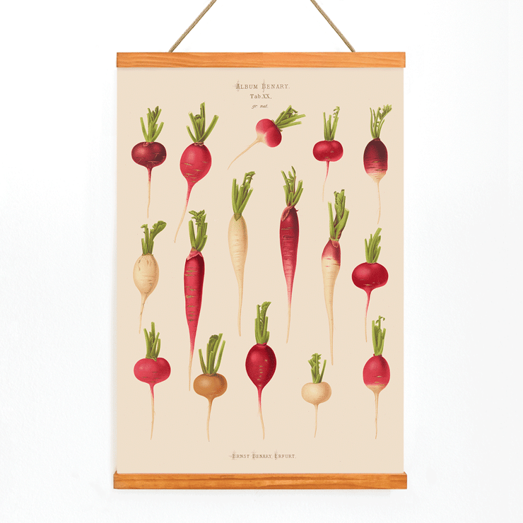 Various radish illustrations from Album Benary by Ernst Benary Poster showcasing various radish illustrations from Album Benary by Ernst Benary featuring different shapes and colors.
