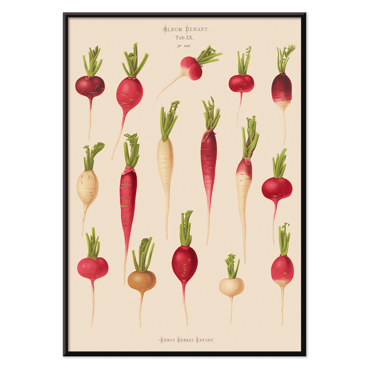 Various radish illustrations from Album Benary by Ernst Benary Poster showcasing various radish illustrations from Album Benary by Ernst Benary featuring different shapes and colors.