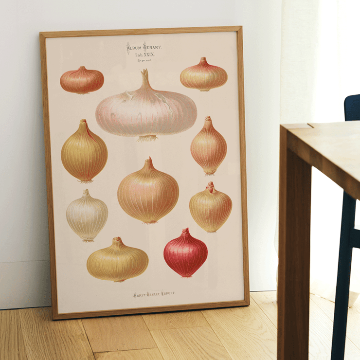 Illustration of various onions by Ernst Benary from Album Benary Poster featuring onions from artwork Album Benary by Ernst Benary showcasing various shapes and colors.