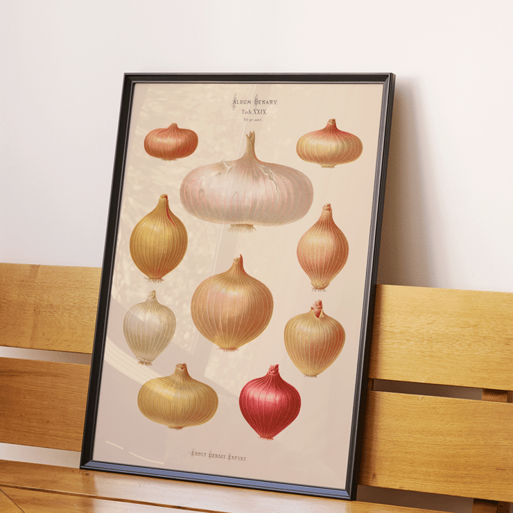 Illustration of various onions by Ernst Benary from Album Benary Poster featuring onions from artwork Album Benary by Ernst Benary showcasing various shapes and colors.