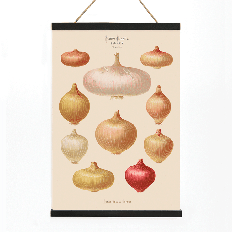 Illustration of various onions by Ernst Benary from Album Benary Poster featuring onions from artwork Album Benary by Ernst Benary showcasing various shapes and colors.