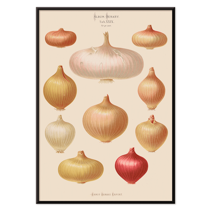 Illustration of various onions by Ernst Benary from Album Benary Poster featuring onions from artwork Album Benary by Ernst Benary showcasing various shapes and colors.