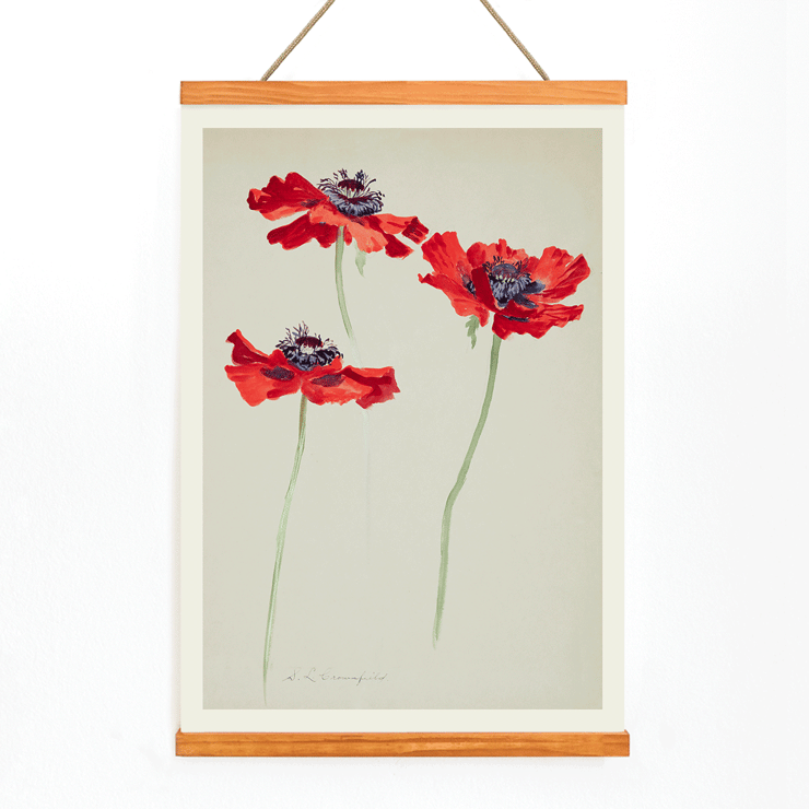 Three Studies of Poppies by Sophia Crownfield artwork featuring vibrant red poppies on delicate stems Poster titled Three Studies of Poppies by Sophia Crownfield featuring three vibrant red poppies on a light background