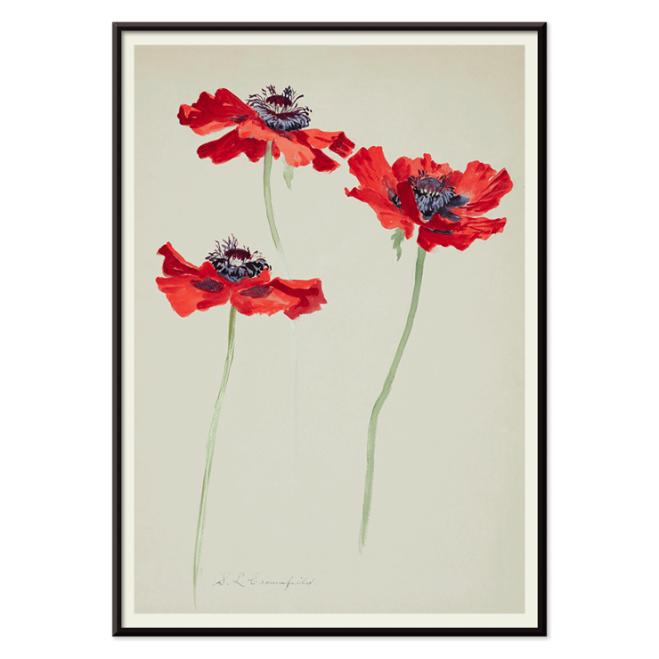 Three Studies of Poppies by Sophia Crownfield artwork featuring vibrant red poppies on delicate stems Poster titled Three Studies of Poppies by Sophia Crownfield featuring three vibrant red poppies on a light background