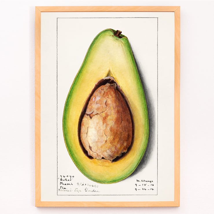 Avocado (Persea) Avocado (Persea)