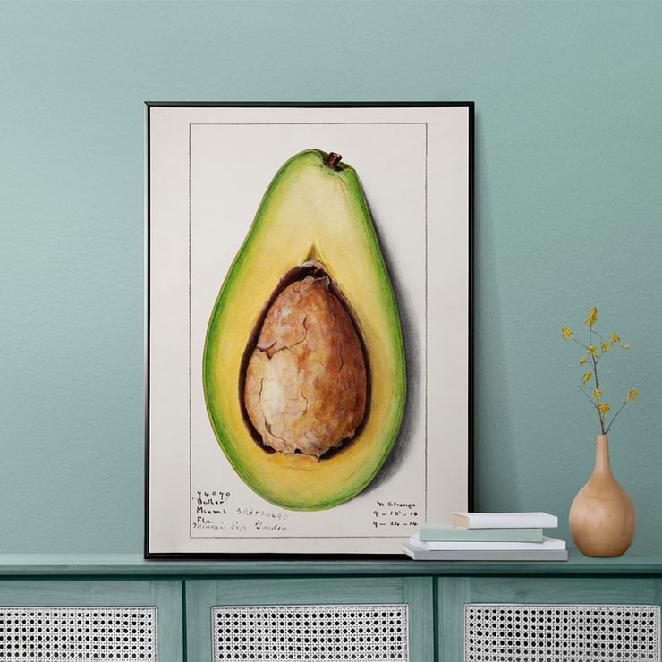 Avocado (Persea) Avocado (Persea)