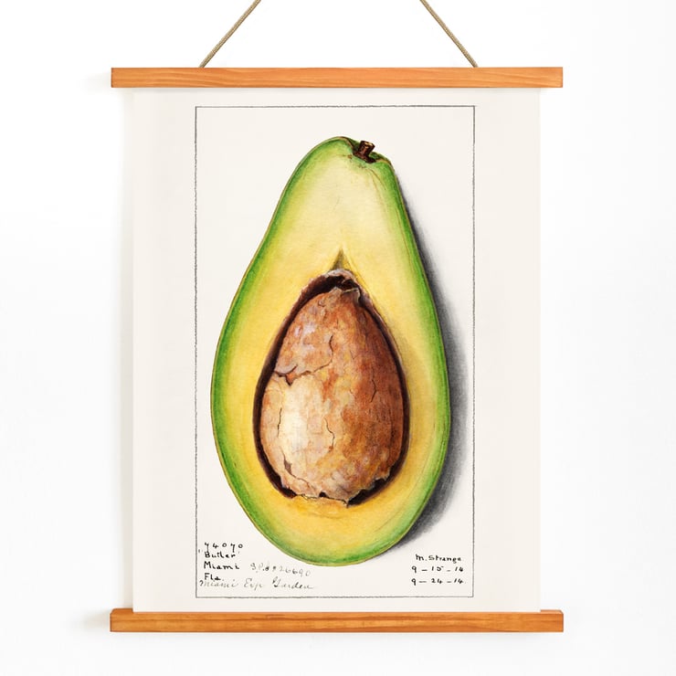 Avocado (Persea) Avocado (Persea)
