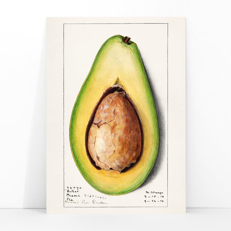 Avocado (Persea) Avocado (Persea)