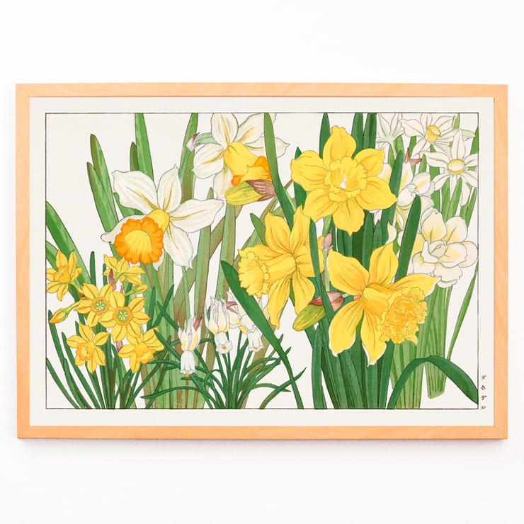 Daffodil Daffodil