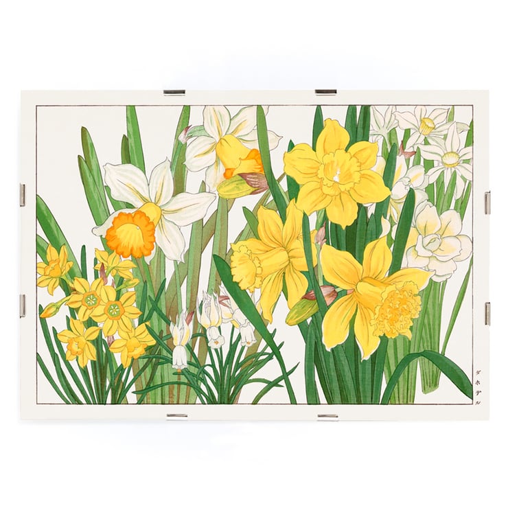 Daffodil Daffodil