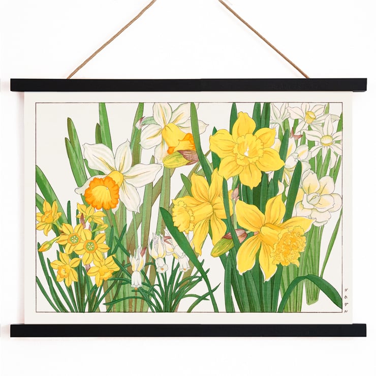Daffodil Daffodil