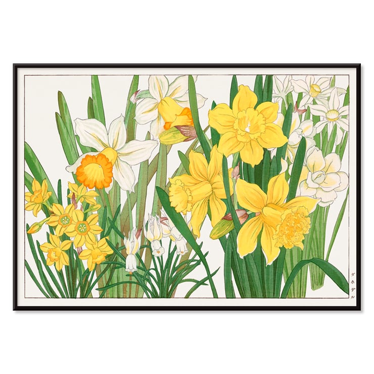 Daffodil Daffodil