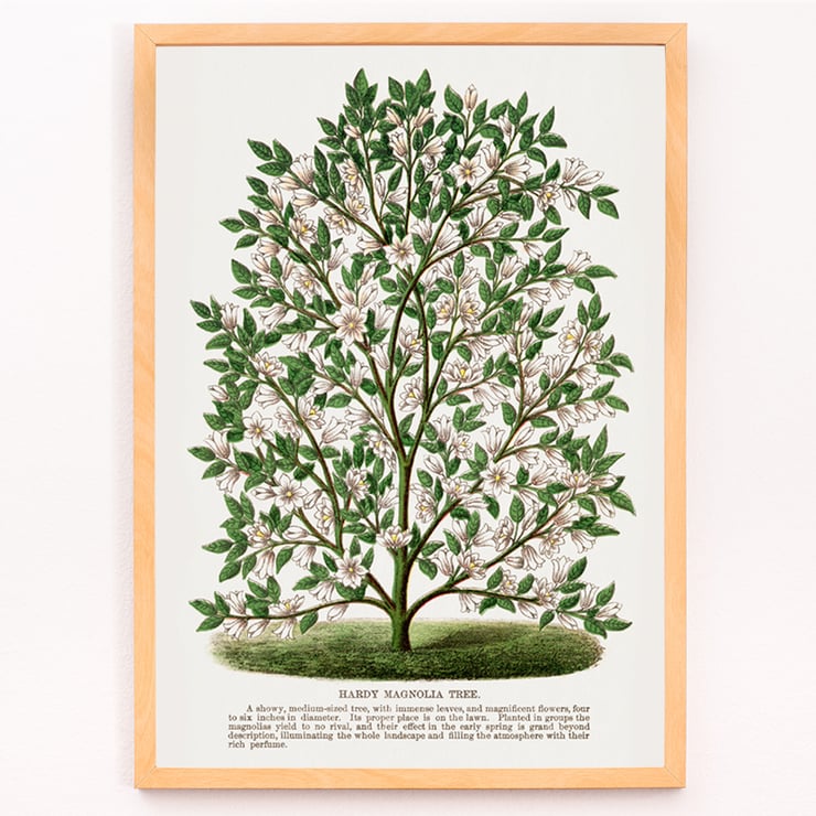 Magnolia rustique Magnolia rustique