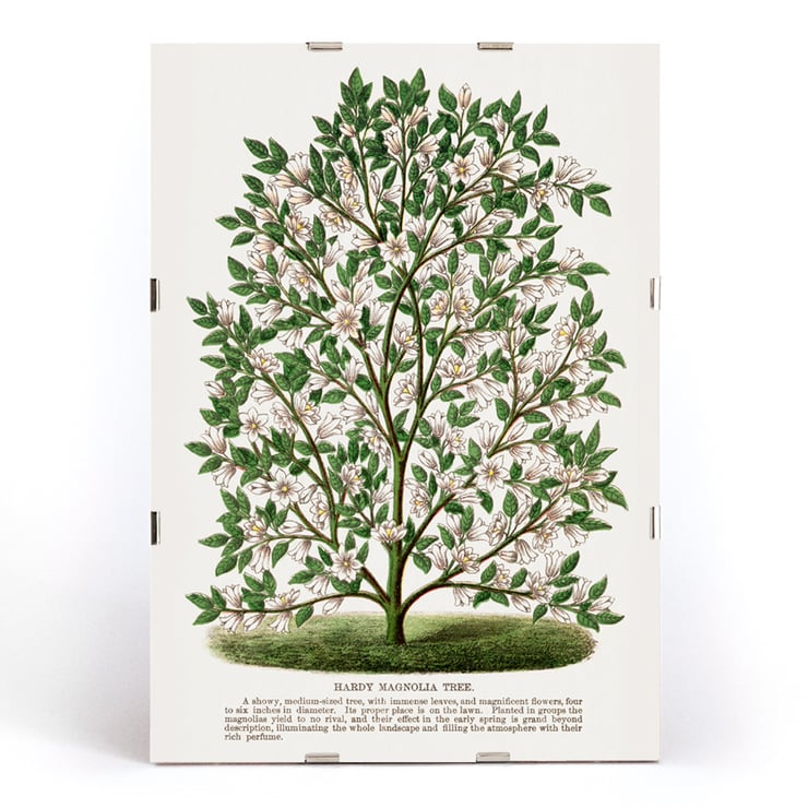Magnolia rustique Magnolia rustique