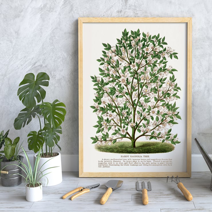 Magnolia rustique Magnolia rustique