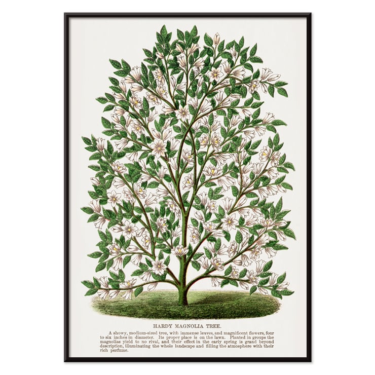 Magnolia rustique Magnolia rustique