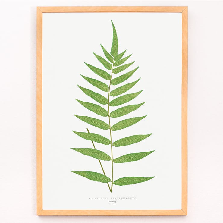 Polypodium Fraxinifolium Polypodium Fraxinifolium