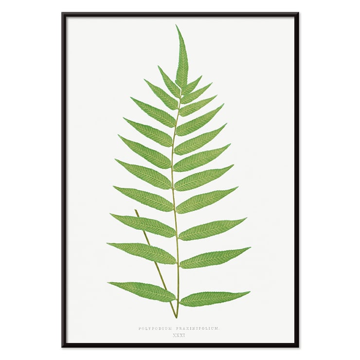 Polypodium Fraxinifolium Polypodium Fraxinifolium