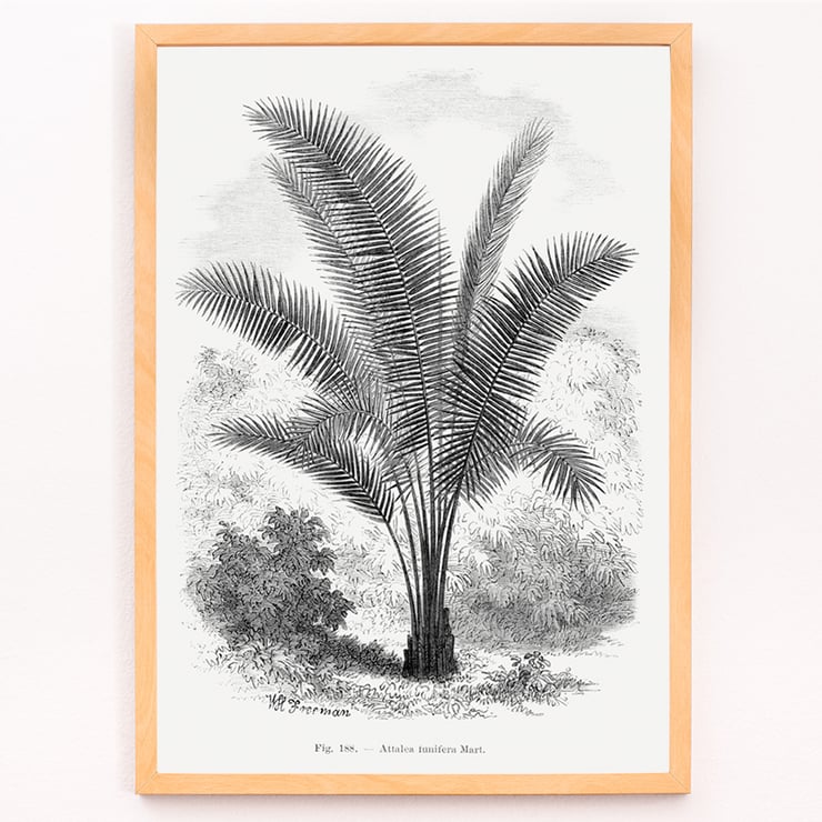 Vintage palm tree illustration by Oswald de Kerchove de Denterghem from Les Palmiers Histoire Iconographique. Vintage palm tree illustration poster by Oswald de Kerchove de Denterghem titled Les Palmiers Histoire Iconographique
