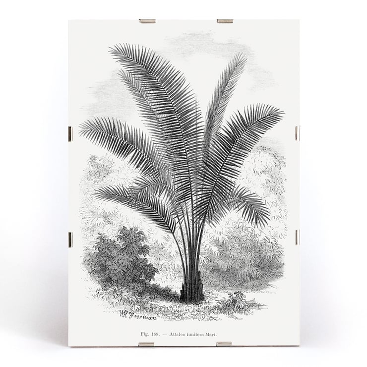 Vintage palm tree illustration by Oswald de Kerchove de Denterghem from Les Palmiers Histoire Iconographique. Vintage palm tree illustration poster by Oswald de Kerchove de Denterghem titled Les Palmiers Histoire Iconographique