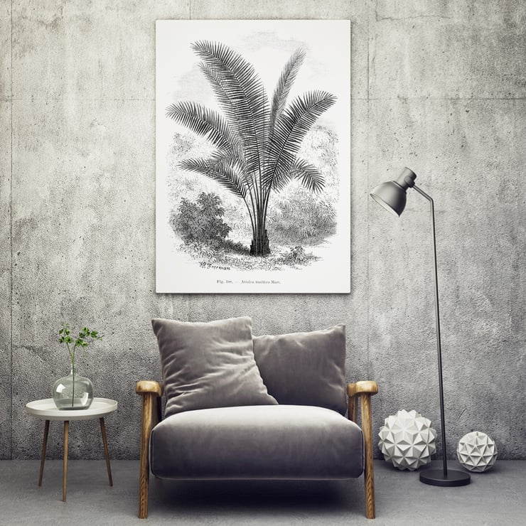 Vintage palm tree illustration by Oswald de Kerchove de Denterghem from Les Palmiers Histoire Iconographique. Vintage palm tree illustration poster by Oswald de Kerchove de Denterghem titled Les Palmiers Histoire Iconographique