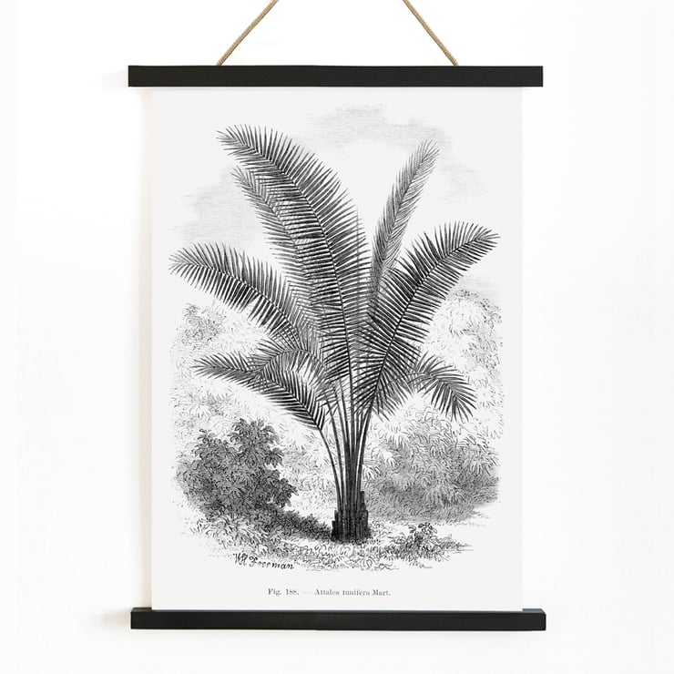 Vintage palm tree illustration by Oswald de Kerchove de Denterghem from Les Palmiers Histoire Iconographique. Vintage palm tree illustration poster by Oswald de Kerchove de Denterghem titled Les Palmiers Histoire Iconographique
