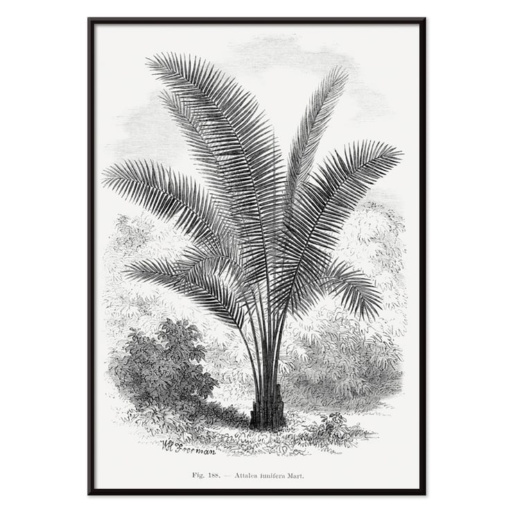Vintage palm tree illustration by Oswald de Kerchove de Denterghem from Les Palmiers Histoire Iconographique. Vintage palm tree illustration poster by Oswald de Kerchove de Denterghem titled Les Palmiers Histoire Iconographique