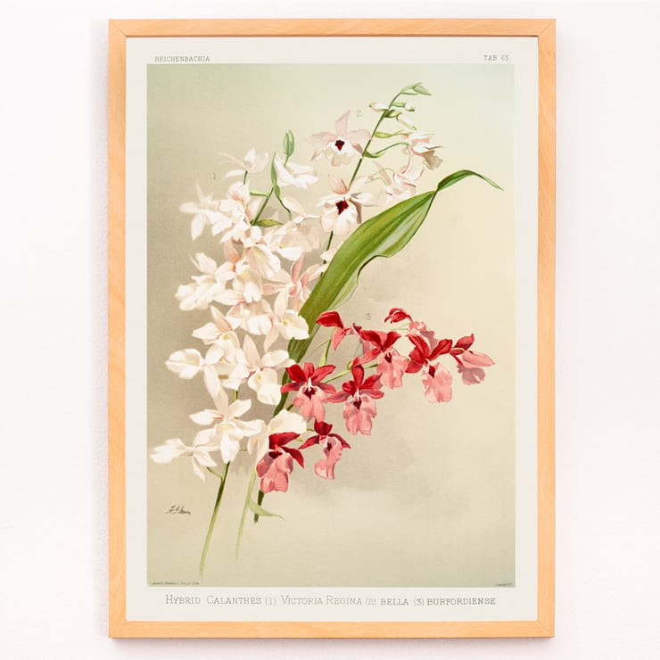 Illustration of hybrid calanthes victoria regina bella and burfordiense from Reichenbachia Orchids by Frederick Sander Poster featuring Hybrid Calanthes Victoria Regina Bella and Burfordiense from Reichenbachia Orchids illustrated by Frederick Sander