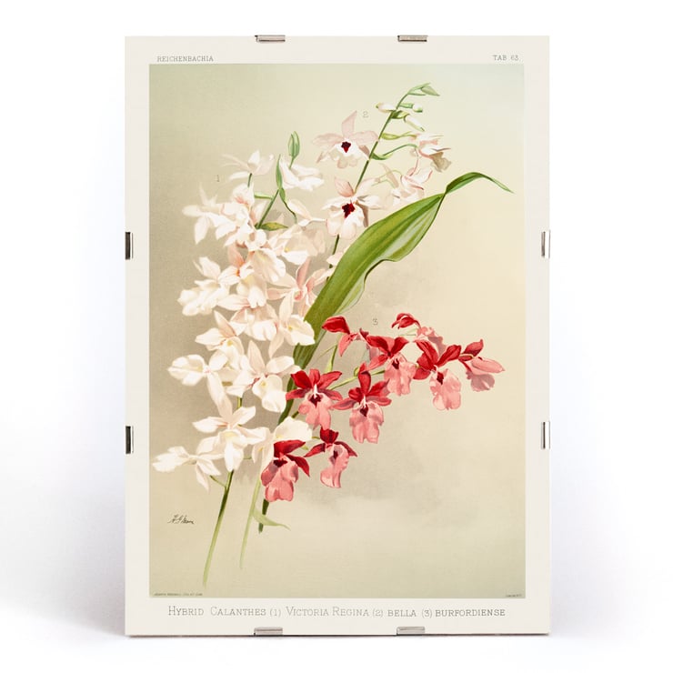 Illustration of hybrid calanthes victoria regina bella and burfordiense from Reichenbachia Orchids by Frederick Sander Poster featuring Hybrid Calanthes Victoria Regina Bella and Burfordiense from Reichenbachia Orchids illustrated by Frederick Sander