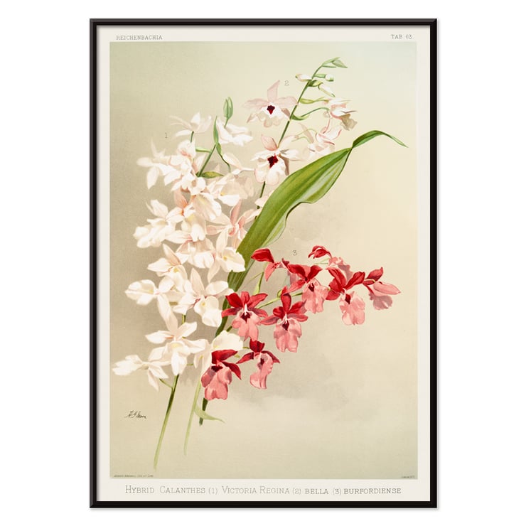 Illustration of hybrid calanthes victoria regina bella and burfordiense from Reichenbachia Orchids by Frederick Sander Poster featuring Hybrid Calanthes Victoria Regina Bella and Burfordiense from Reichenbachia Orchids illustrated by Frederick Sander