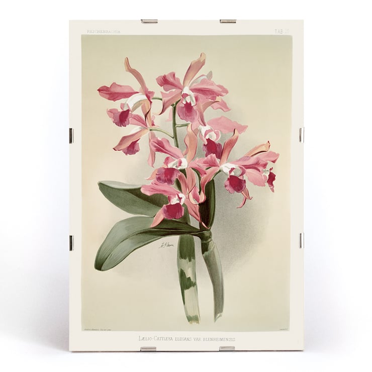 Illustration of Lælio-cattleya elegans var blenheimensis by Frederick Sander from Reichenbachia Orchids Poster of Lælio-cattleya elegans var blenheimensis from Reichenbachia Orchids illustrated by Frederick Sander featuring orchids