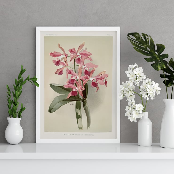 Illustration of Lælio-cattleya elegans var blenheimensis by Frederick Sander from Reichenbachia Orchids Poster of Lælio-cattleya elegans var blenheimensis from Reichenbachia Orchids illustrated by Frederick Sander featuring orchids