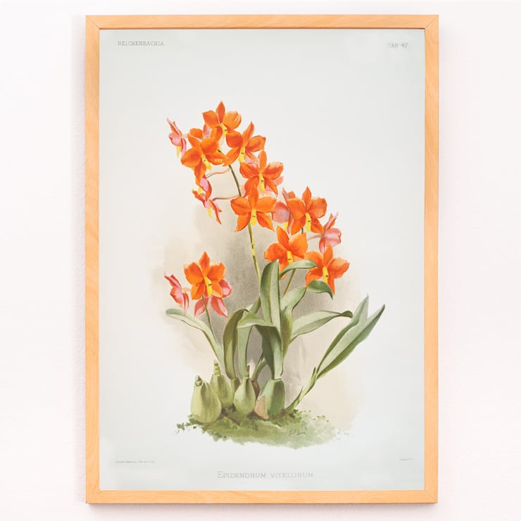 Orange Epidendrum vitellinum orchid illustration by Frederick Sander from Reichenbachia Orchids artwork. Poster of orange Epidendrum vitellinum orchids illustrated by Frederick Sander showcasing botanical artwork.