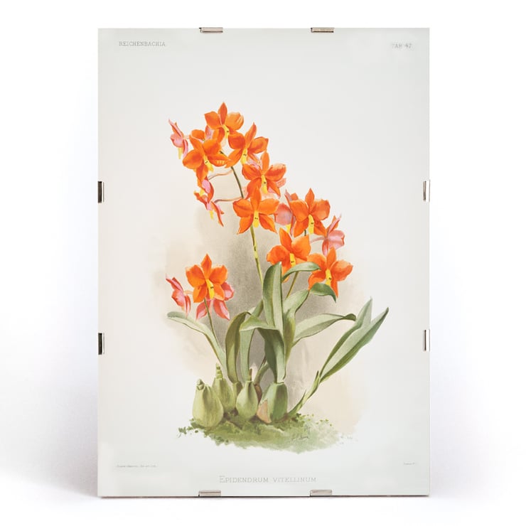 Orange Epidendrum vitellinum orchid illustration by Frederick Sander from Reichenbachia Orchids artwork. Poster of orange Epidendrum vitellinum orchids illustrated by Frederick Sander showcasing botanical artwork.