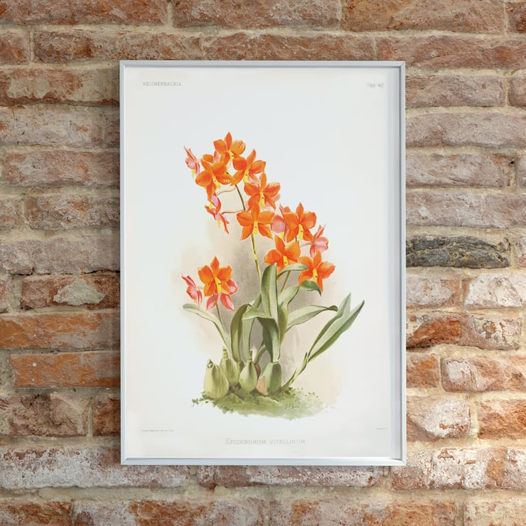 Orange Epidendrum vitellinum orchid illustration by Frederick Sander from Reichenbachia Orchids artwork. Poster of orange Epidendrum vitellinum orchids illustrated by Frederick Sander showcasing botanical artwork.