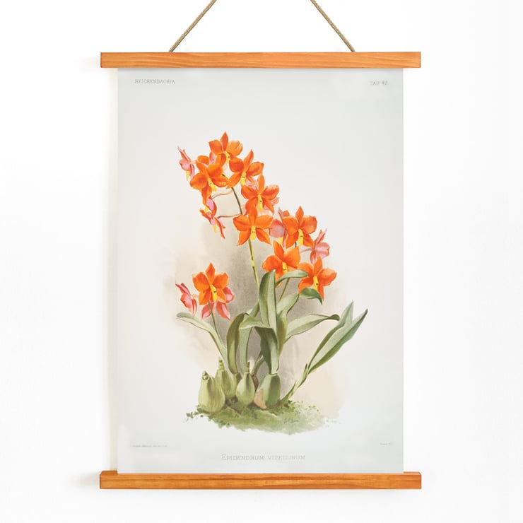 Orange Epidendrum vitellinum orchid illustration by Frederick Sander from Reichenbachia Orchids artwork. Poster of orange Epidendrum vitellinum orchids illustrated by Frederick Sander showcasing botanical artwork.