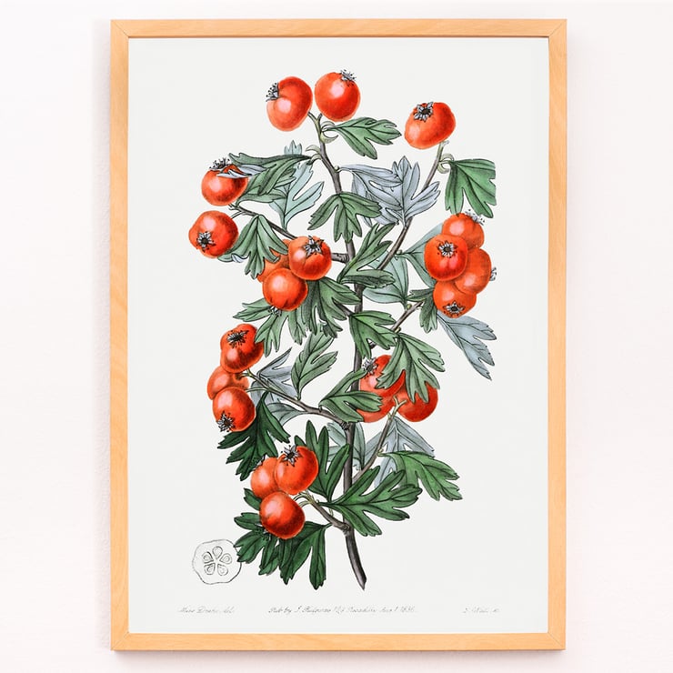 Illustration of hawthorn berries and leaves by Sydenham Edwards from Edwards Botanical Register Sweetest-scented hawthorn Poster featuring a botanical illustration of branches with red berries from Sweetest-scented hawthorn by Sydenham Edwards.