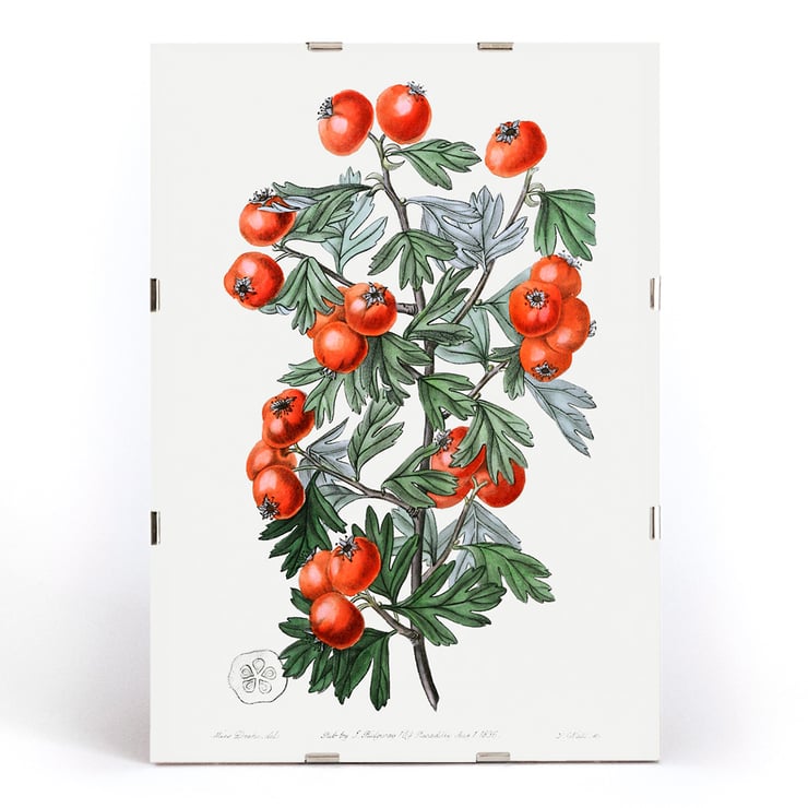 Illustration of hawthorn berries and leaves by Sydenham Edwards from Edwards Botanical Register Sweetest-scented hawthorn Poster featuring a botanical illustration of branches with red berries from Sweetest-scented hawthorn by Sydenham Edwards.